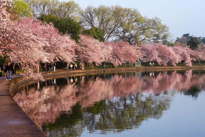Tokyo Cherry Blossom Express Tour with Boat Ride - Chidorigafuchi Moat: The 700-Meter Walk That Makes You Slow Down