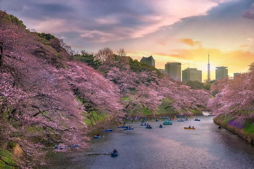 Tokyo Cherry Blossom Express Tour with Boat Ride - How the Guides Shape the Day (Denise, Jim Smashy, and the Off-Script Touch)