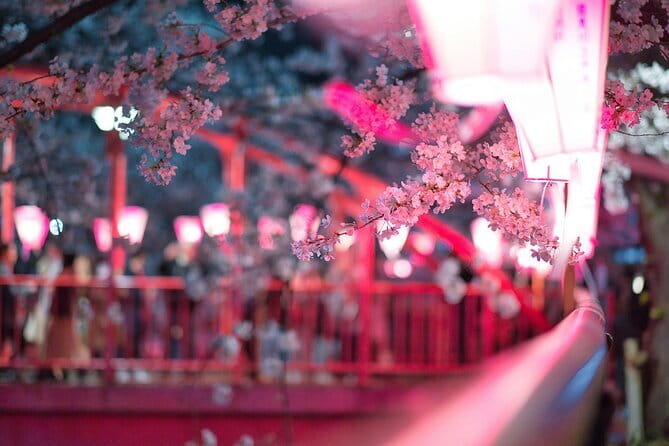Tokyo Cherry Blossom Half Day Walking Tour with a Local Guide - Key Things To Know Before You Go
