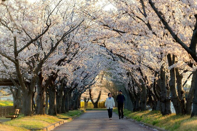 Tokyo Cherry Blossom Half Day Walking Tour with a Local Guide - A Half-Day Tokyo Cherry Blossom Route That Actually Fits