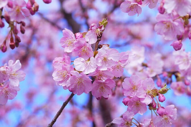 Tokyo Cherry Blossom Half Day Walking Tour with a Local Guide - Stop 2: Meiji Jingu Gaien, Sakurada-dori Avenue, and Urban Sakura Photos