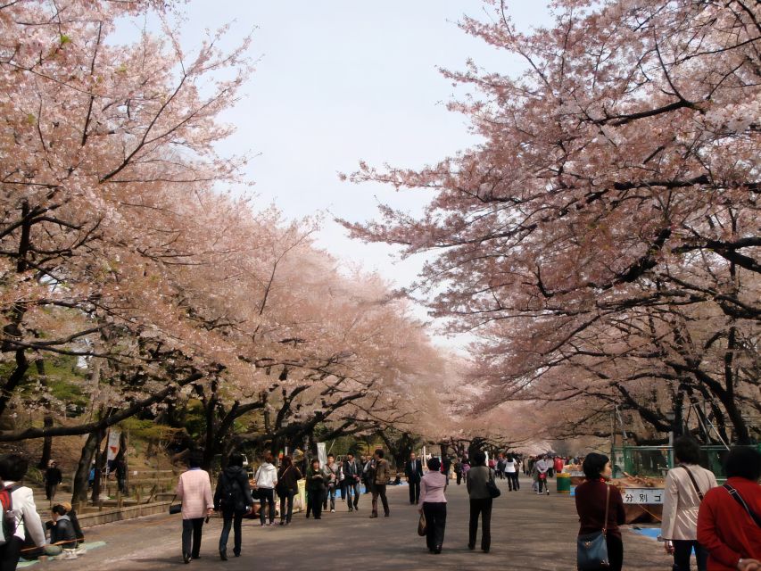 Tokyo:Cherry Blossom Mt Fuji & Shibazakura Festival Day Trip - Price and value at $77: where you get savings, where you spend extra