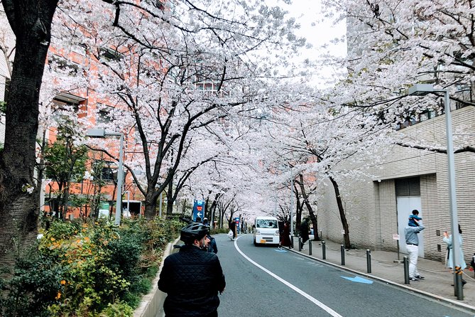 Tokyo Cherry Blossoms blooming spots E-bike Tour, 3hrs - Kensei Kinenkan: Getting Off the Bike for a Better Look
