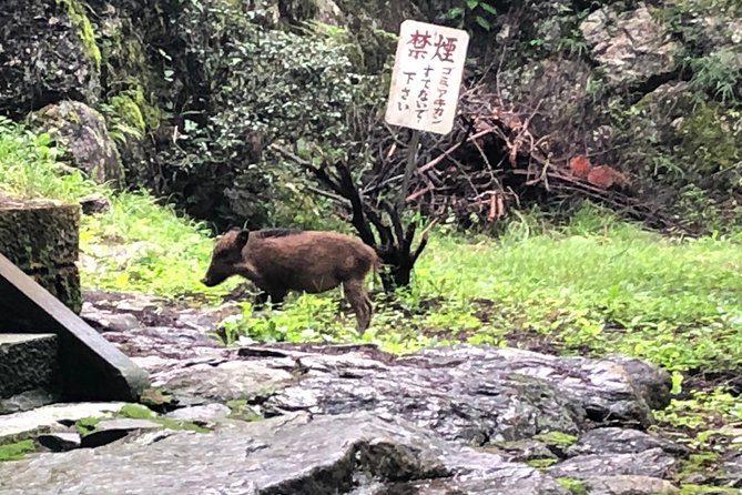 Tokyo Countryside Exploration Private Tour - Rain, Mountain Roads, and How to Dress for Real Japan Countryside