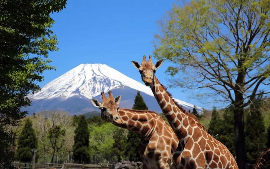 Tokyo:Customizable Private Day Trip to Mt.Fuji & Safari Park - A private 10-hour Fuji day with safari, bridges, and real lake views