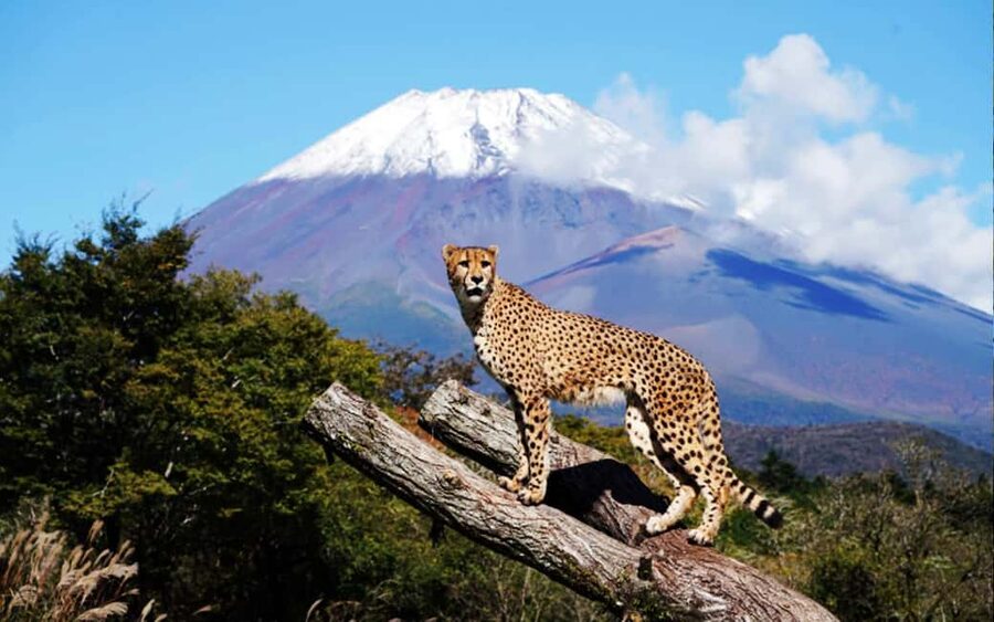 Tokyo:Customizable Private Day Trip to Mt.Fuji & Safari Park - Price for up to 6: when $322 actually feels fair