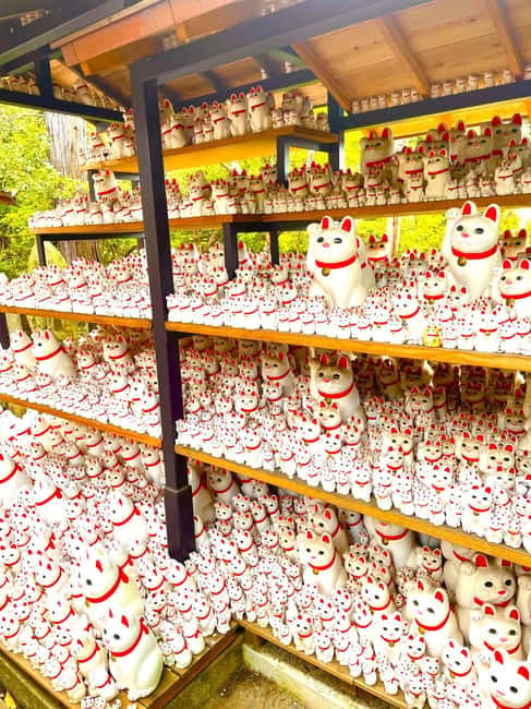 Tokyo: Gotokuji Cat Temple, Shinjuku Cat Cafe & 3D Cat Tour - Key things to know before you go
