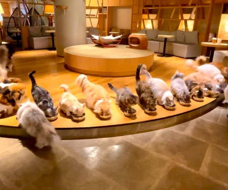 Tokyo: Gotokuji Cat Temple, Shinjuku Cat Cafe & 3D Cat Tour - The short train ride to Gotokuji: easy logistics, one extra cost
