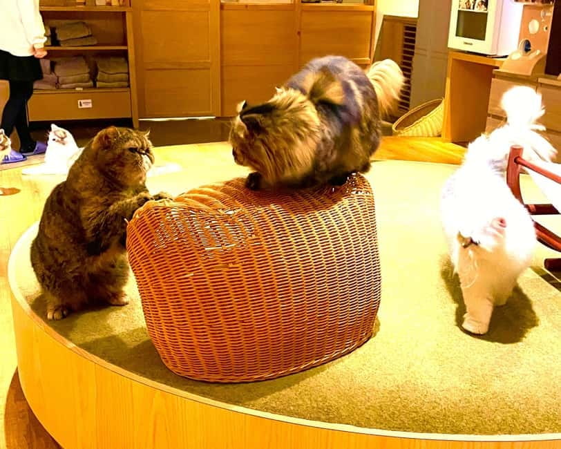Tokyo: Gotokuji Cat Temple, Shinjuku Cat Cafe & 3D Cat Tour - How the tour is paced (and why it feels manageable)