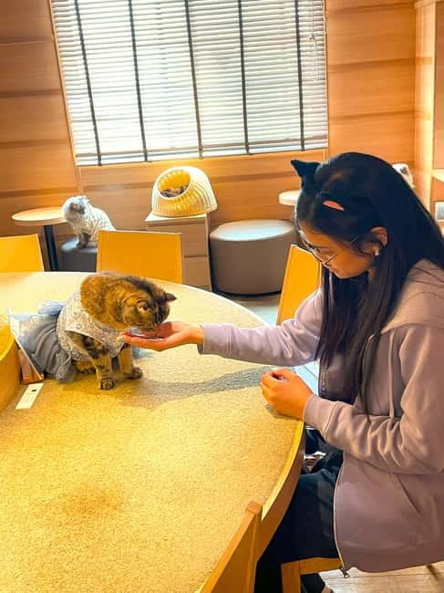 Tokyo: Gotokuji Cat Temple, Shinjuku Cat Cafe & 3D Cat Tour - Cat Cafe Mocha Lounge in Shinjuku: a calm, 30-minute breather