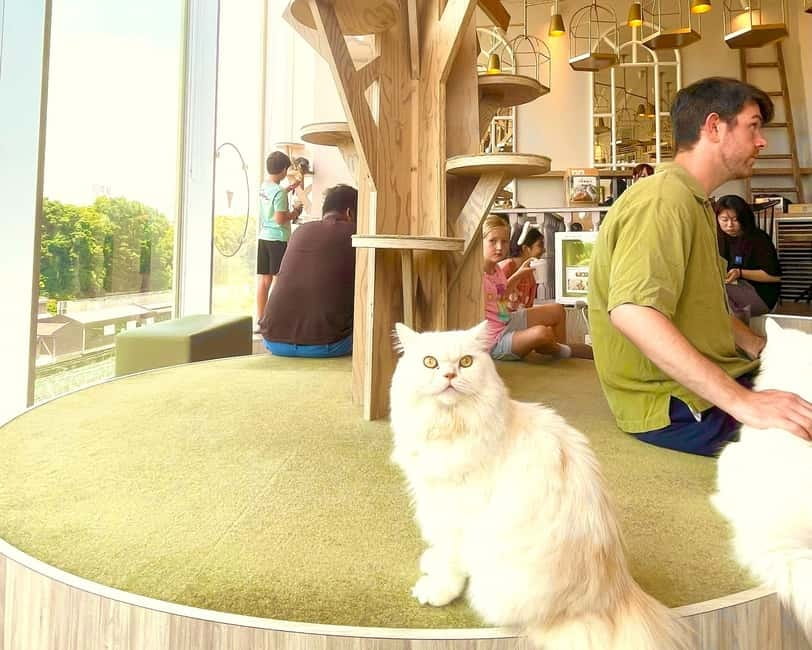 Tokyo: Gotokuji Lucky Cat Temple & Harajuku Cat Cafe Tour - Cat Lover Tour Highlights You Should Know