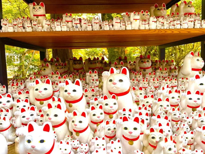 Tokyo: Gotokuji Lucky Cat Temple & Harajuku Cat Cafe Tour - Price and logistics: what you really get for about $53