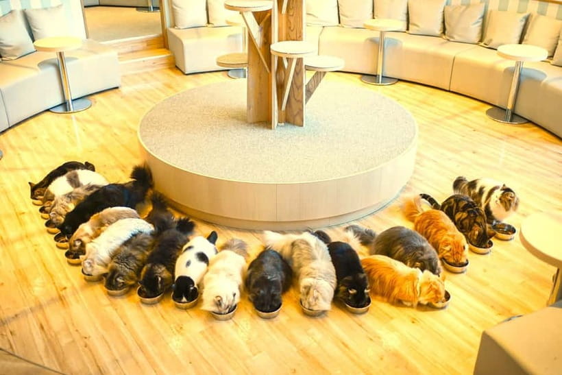 Tokyo: Gotokuji Lucky Cat Temple & Harajuku Cat Cafe Tour - FAQ
