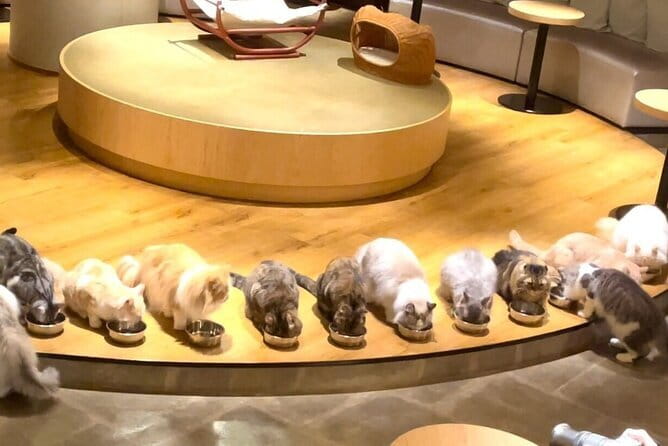 Tokyo: Gotokuji Lucky Cat Temple, Shinjuku Cat Cafe, 3D Giant Cat - Price and what you are really paying for