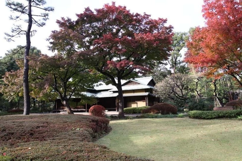 Tokyo: Guided Exploration with a Private Driver - Meiji Shrine: calm Shinto grounds between big-city noise