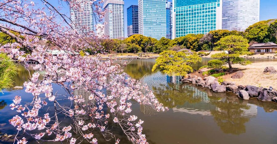 Tokyo: Hama-rikyu Gardens tour with Japanese Tea & Sweets - Final call: should you book the Hama-rikyu Gardens and tea tour?