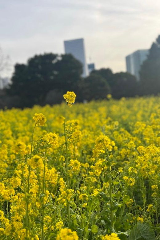 Tokyo: Hama-rikyu Gardens tour with Japanese Tea & Sweets - Who this tour suits best, and who should skip it