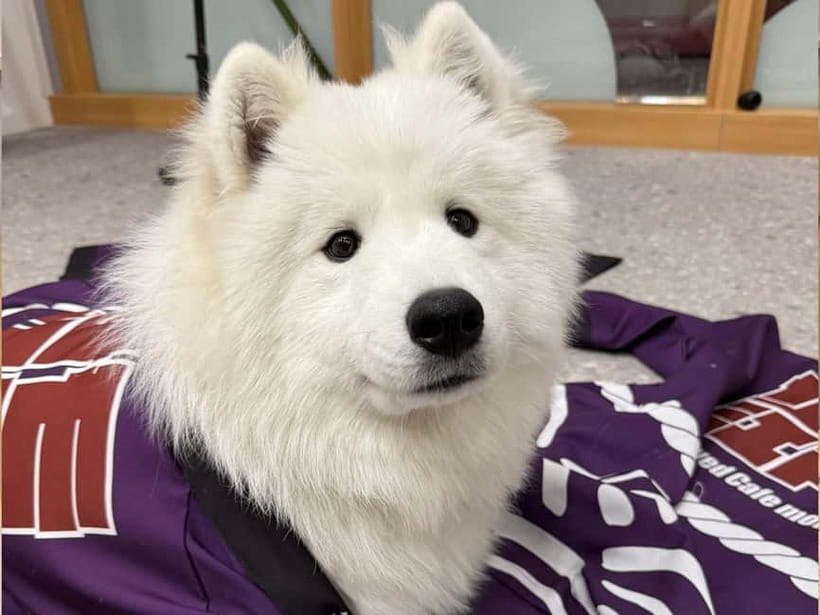 Tokyo Harajuku:30-Minute Samoyed Interaction Experience - Key highlights worth your time