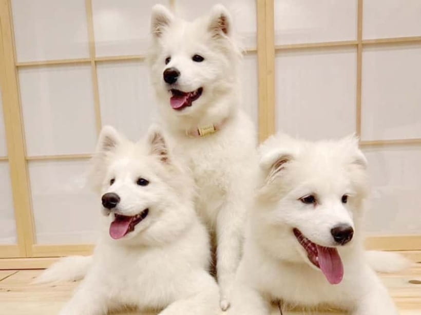 Tokyo Harajuku:30-Minute Samoyed Interaction Experience - Harajuku’s Samoyed Café moffu, a fast mood reset