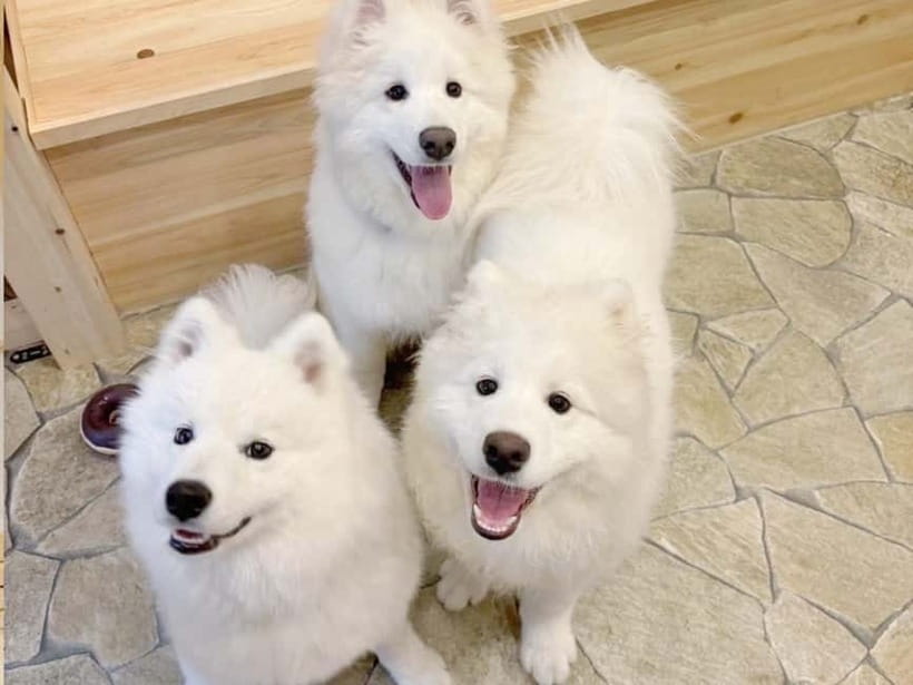 Tokyo Harajuku:30-Minute Samoyed Interaction Experience - The up-to-16 Samoyeds: why the dog count is the real value