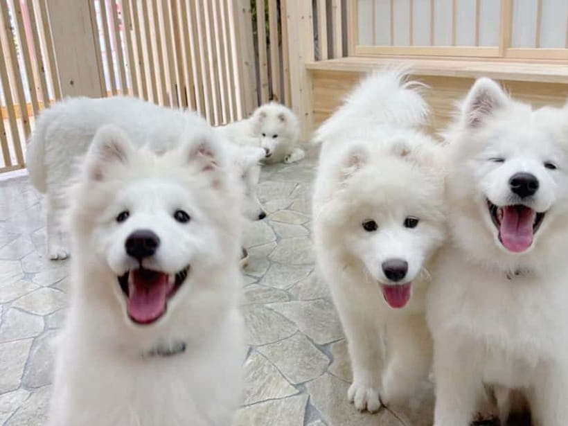 Tokyo Harajuku:30-Minute Samoyed Interaction Experience - All-you-can-drink: the underrated comfort factor