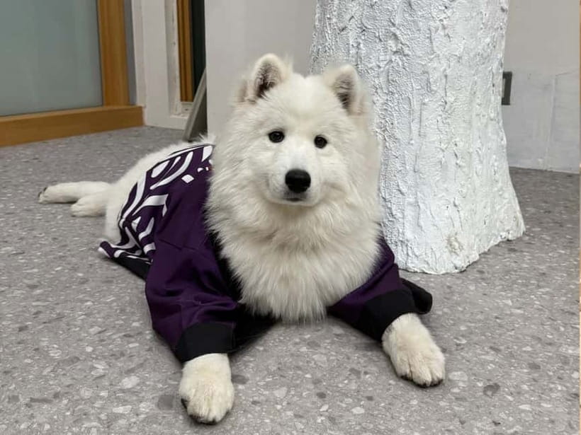 Tokyo Harajuku:30-Minute Samoyed Interaction Experience - The happi coat photo moment, and how to get the most from it