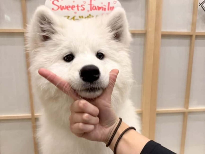 Tokyo Harajuku:30-Minute Samoyed Interaction Experience - Timing and turnover: the main things that can change your mood