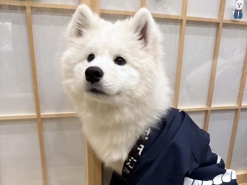 Tokyo Harajuku:30-Minute Samoyed Interaction Experience - Price and value: what $24 buys in Harajuku