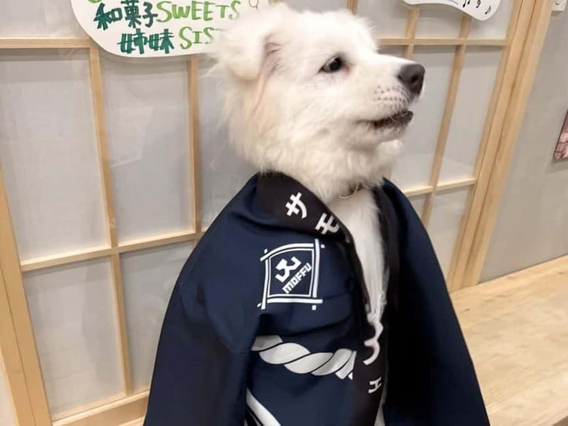 Tokyo Harajuku:30-Minute Samoyed Interaction Experience - Getting there near Meiji-jingumae Station