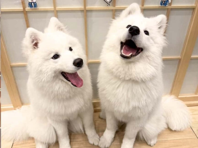 Tokyo Harajuku:30-Minute Samoyed Interaction Experience - Inside the 30 minutes: what your visit looks like