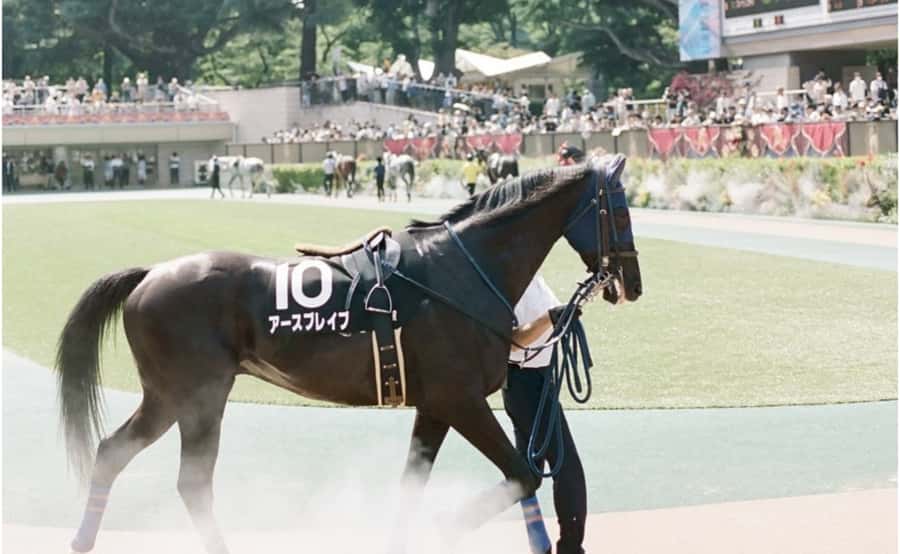 Tokyo: Horse Racing Tour with Local Fan - Who this suits best, and who might want to rethink it