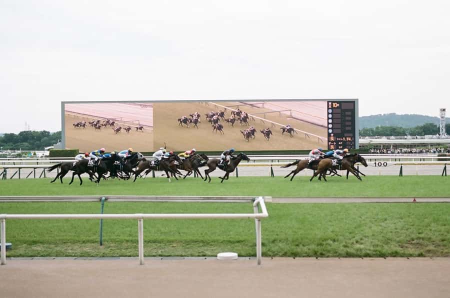 Tokyo: Horse Racing Tour with Local Fan - Picking your date: the track changes, so your day changes too