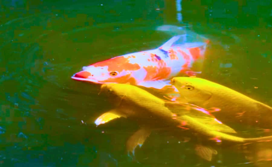 Tokyo: Imperial Palace, the history of Japan (ENGLISH GUIDE) - Former Soldiers’ Barracks, Edo Castle Base, and the Koi You Came For