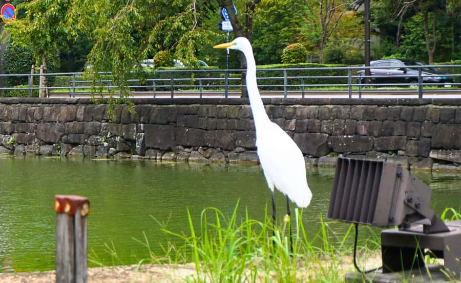 Tokyo: Imperial Palace, the history of Japan (ENGLISH GUIDE) - Who Should Book, and Who Might Want a Different Format
