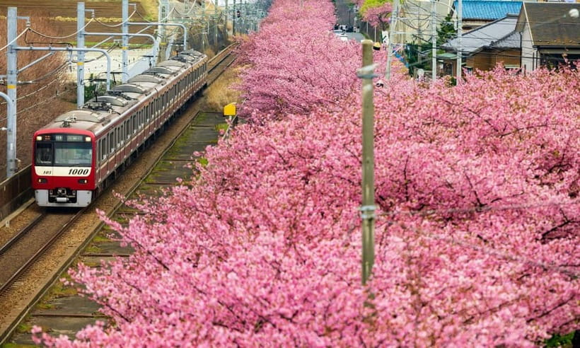 Tokyo:Izu Penisula Train Mt Omuro, Capybara Sightseeing Trip - Key Highlights I’d Plan Around