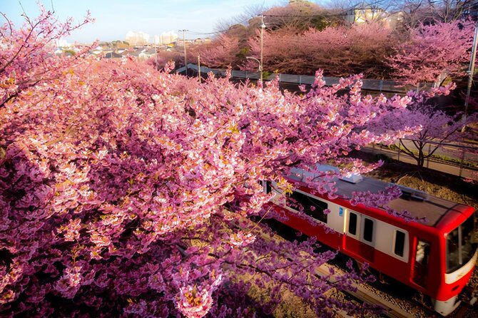 Tokyo-Izu: Volcano, Ocean& Capybara Cuddle with Izu Scenic Train - A small-group Izu day trip that actually feels like a plan