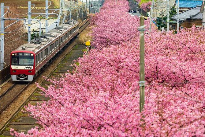 Tokyo-Izu: Volcano, Ocean& Capybara Cuddle with Izu Scenic Train - Izu Scenic Train, the postcard ride you’ll thank yourself for
