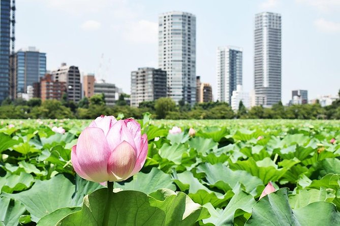 Tokyo Japanese Garden Lover's Private Tour with Government-Licensed Guide - How to choose your 3 to 4 stops from the Tokyo garden menu