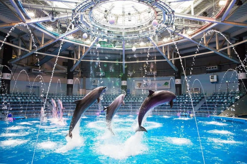 Tokyo: Maxell Aqua Park Shinagawa Direct Entry Ticket - The dolphin performance: plan your visit around this included moment