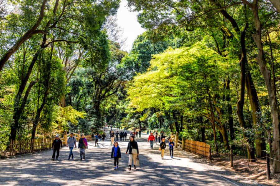 Tokyo: Meiji Shrine Walking Tour with Local Guide - Outer Worship Hall: Bow, Cleanse, Pray the Traditional Way