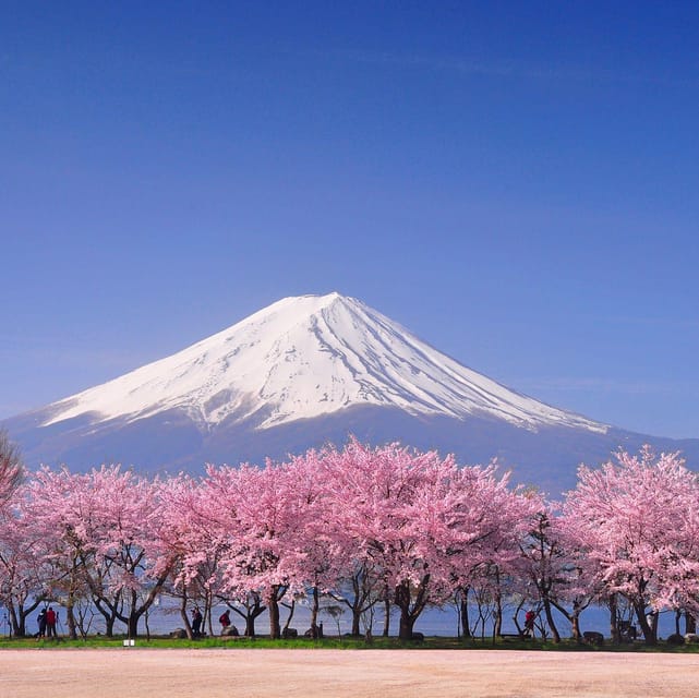 Tokyo: Mt. Fuji & Hakone Cherry Blossoms Private Day Tour - Key moments that make this tour worth your time