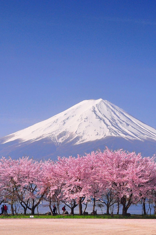 Tokyo: Mt. Fuji & Hakone Cherry Blossoms Private Day Tour - Price and value: what $490 per group means in real life