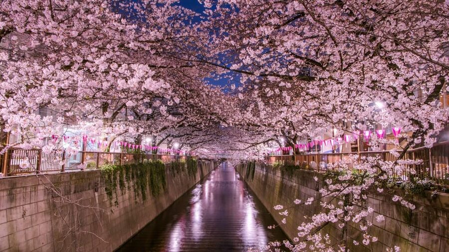 Tokyo: Mt. Fuji & Hakone Cherry Blossoms Private Day Tour - Lake Kawaguchiko cruise, Kachi Kachi Ropeway, and Oishi Park: stacking viewpoints like a pro