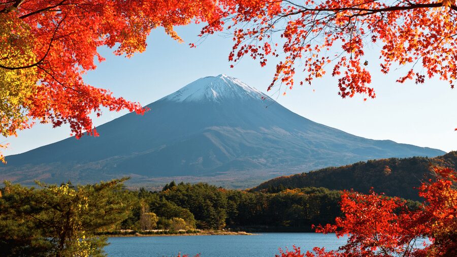 Tokyo: Mt. Fuji Hidden Gems and Aokigahara Forest Tour - Key highlights at a glance