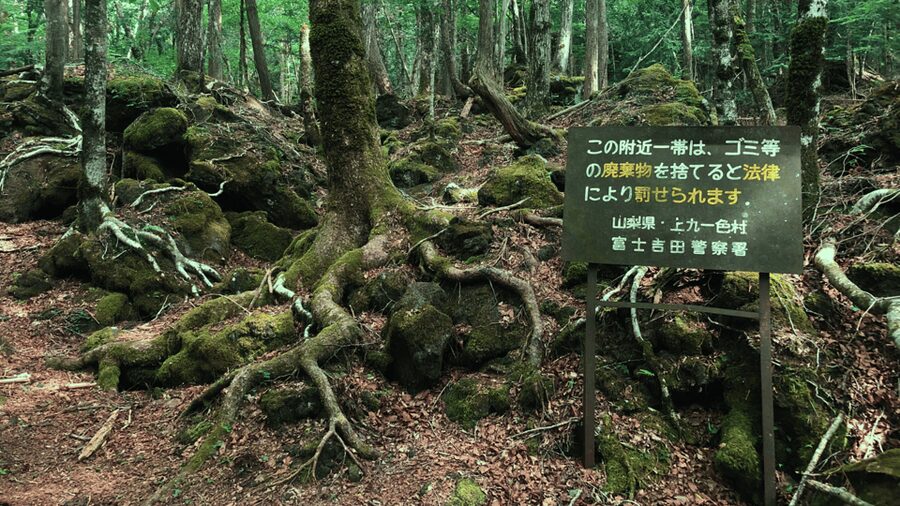 Tokyo: Mt. Fuji Hidden Gems and Aokigahara Forest Tour - Tatego-Hama Beach by Lake Motosu: the calm finish to the lake portion