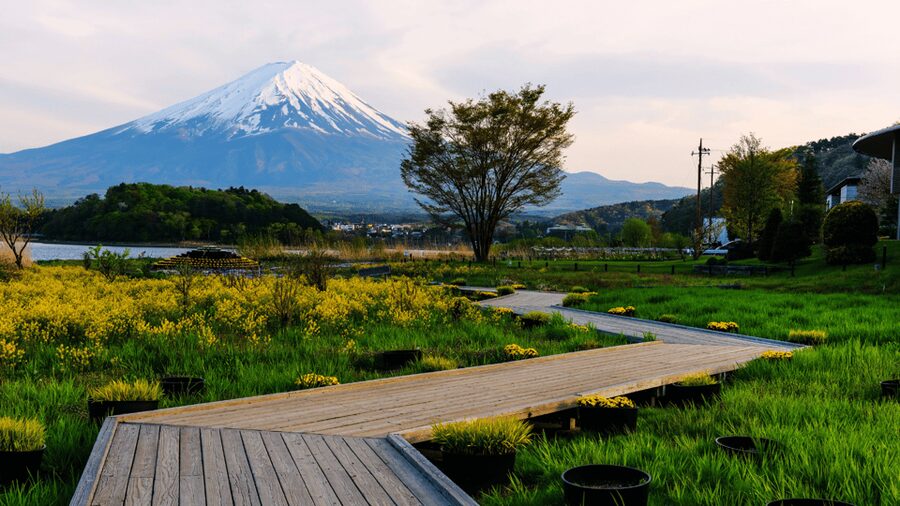 Tokyo: Mt. Fuji Hidden Gems and Aokigahara Forest Tour - What you pay, what you should budget, and where the real costs hide