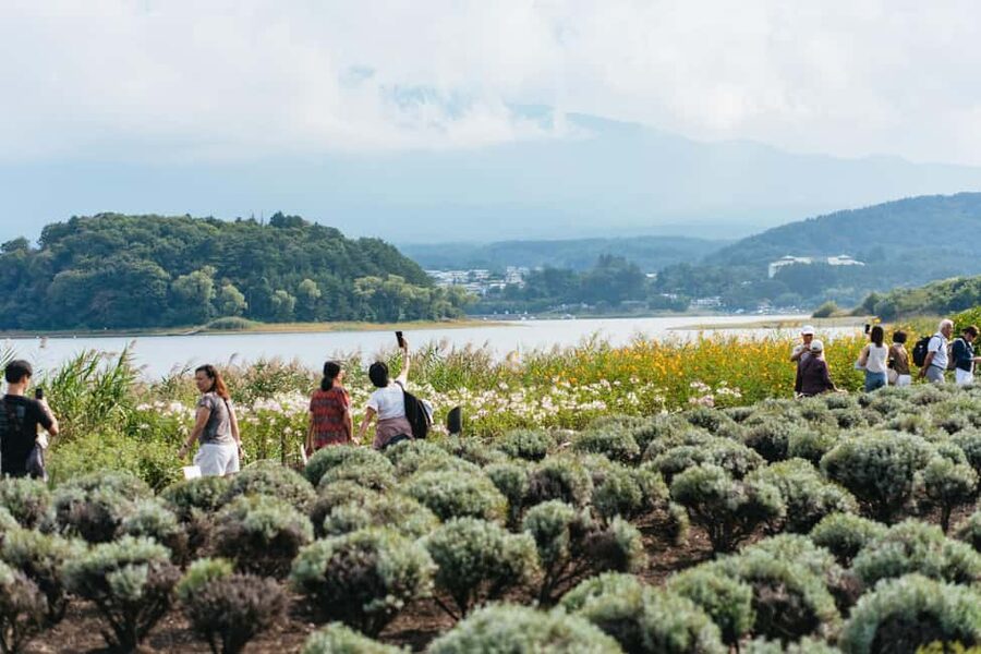 Tokyo: Mt. Fuji, Kamakura, Big Buddha, & Lake Ashi Day Trip - Price and Value: Why Around $49 Can Work for a One-Day Fuji Hit