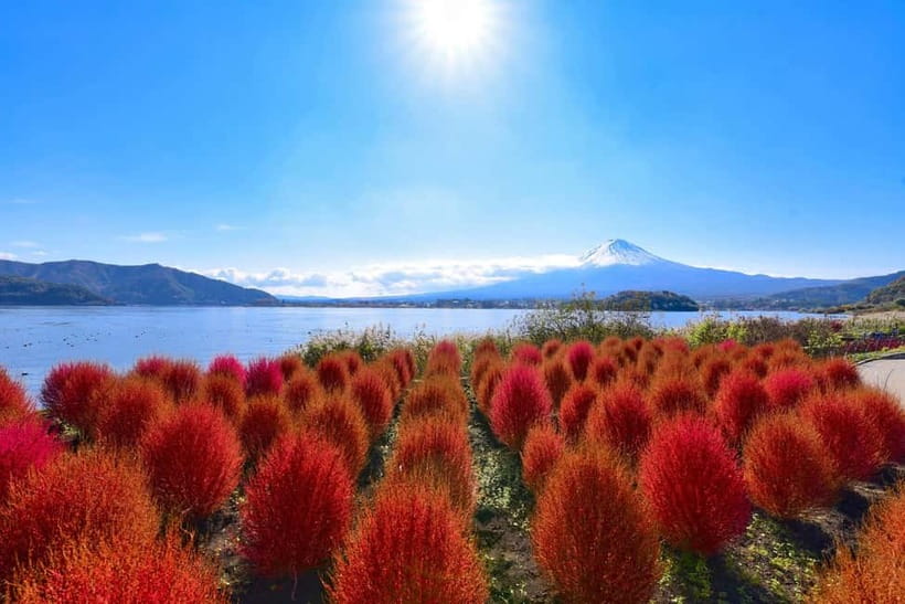 Tokyo:Mt.Fuji,Kawaguchiko Oishi Park,Arakurayama Sengen Park - Oishi Park: Flower Road, seasonal color, and the best lake-and-Fuji look