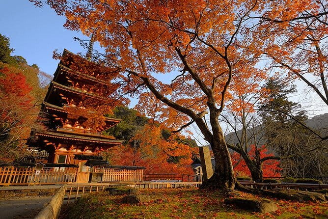 Tokyo Nagano Snow Monkey Park and Zenkoji Temple English driver - Price Per Person in a Small Group, and Why It Matters
