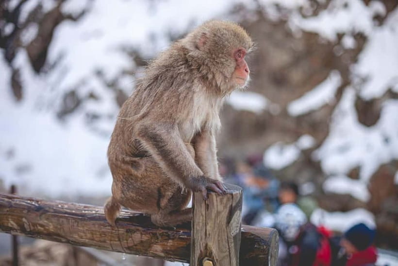 Tokyo: Nagano Snow Monkeys and Zenkoji Tour with Temples - Matsushiro Castle Ruins Photo Stop: A quick history reset